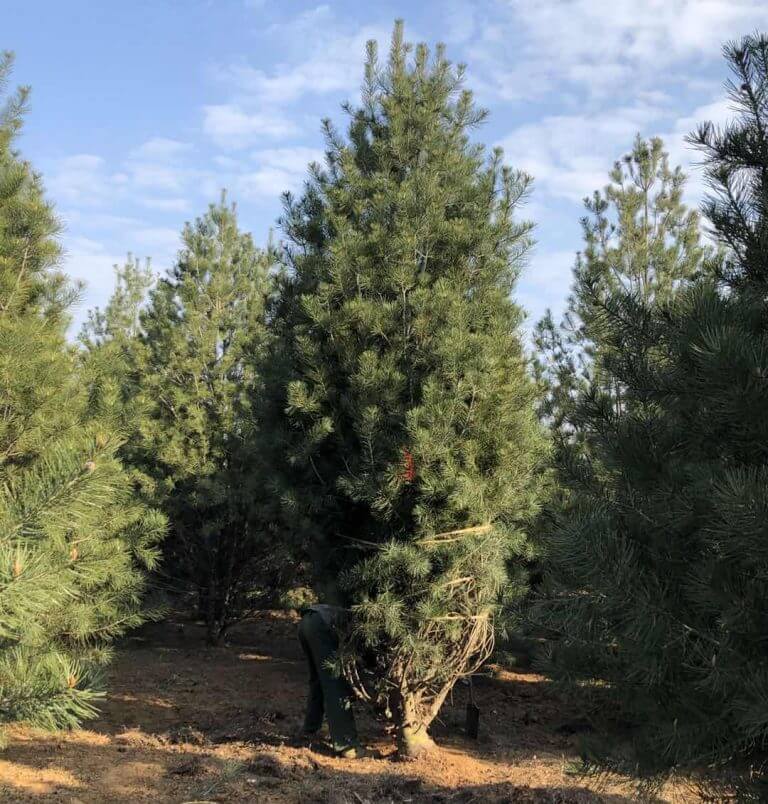 白皮松價格一路狂跌，是砍還是留？