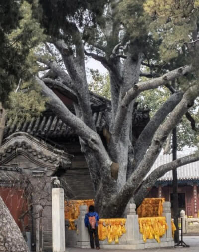 我國都有哪些有名的白皮松古樹？