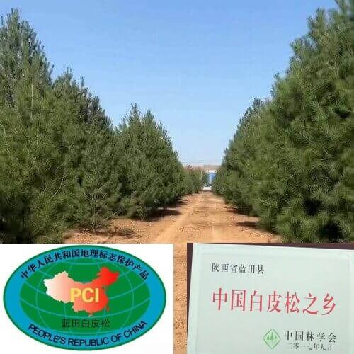 藍(lán)田白皮松榮譽(yù)